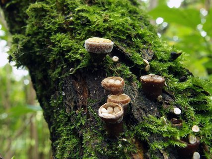Crucibulum laeve