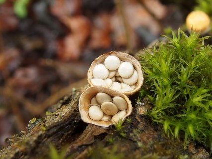 Crucibulum laeve