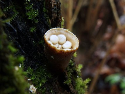 Crucibulum laeve