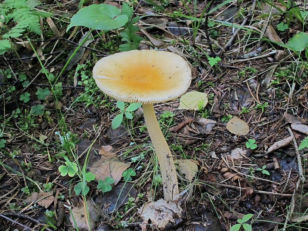 Amanita crocea – Поплавок шафрановый