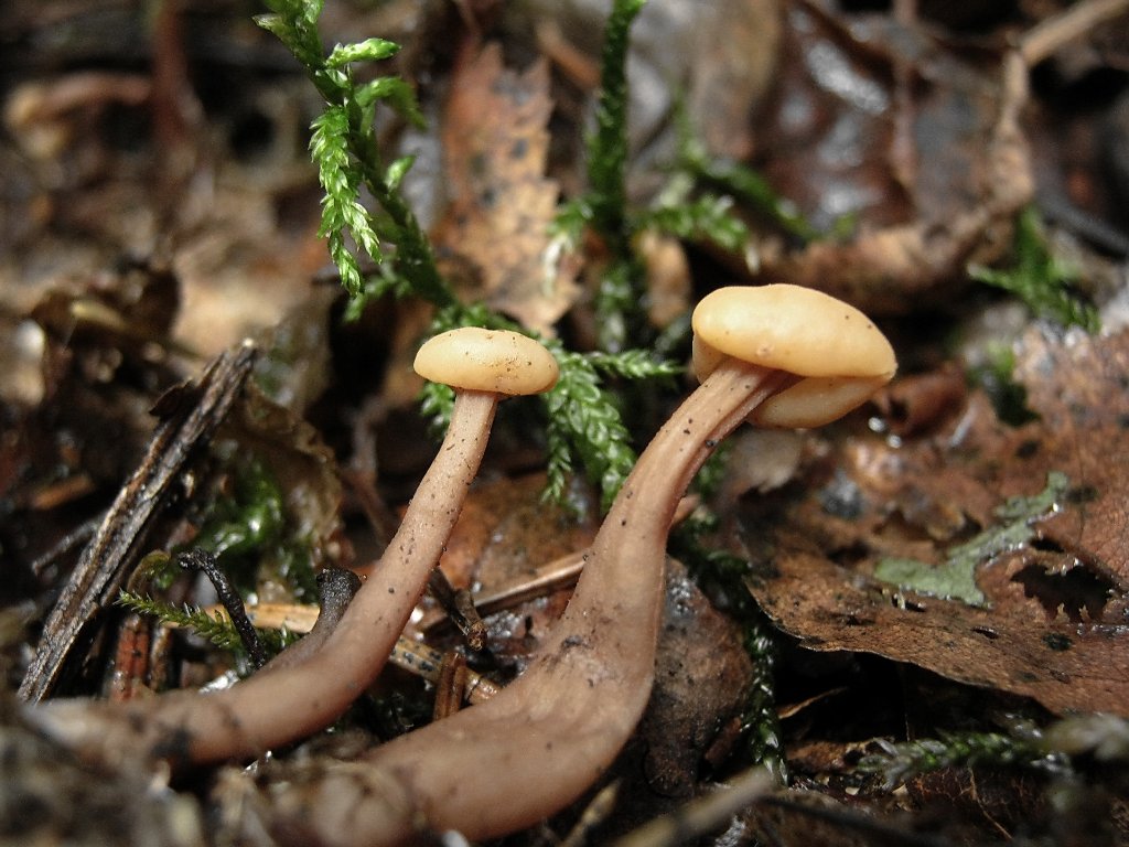 Cudonia circinans