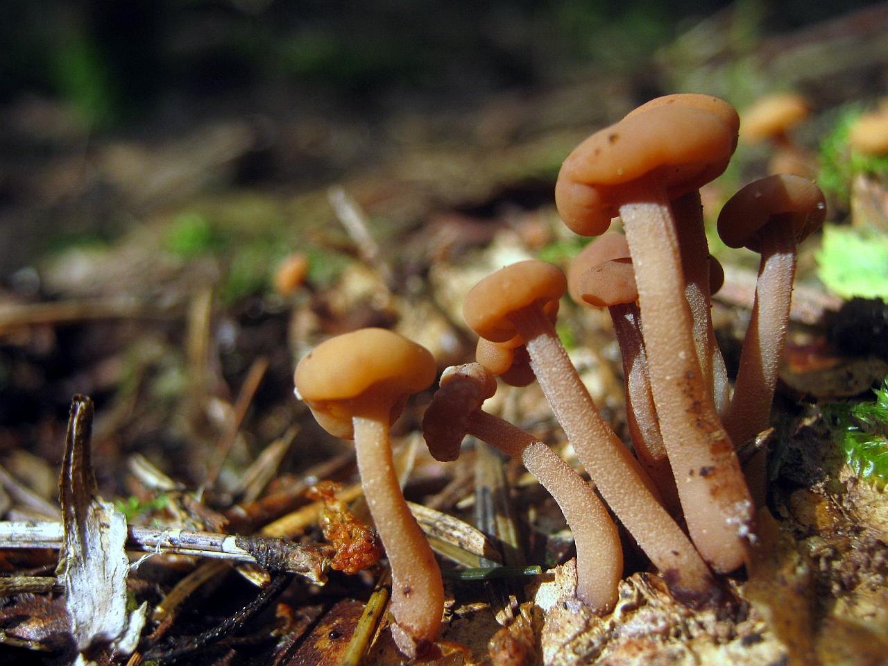 Cudonia circinans