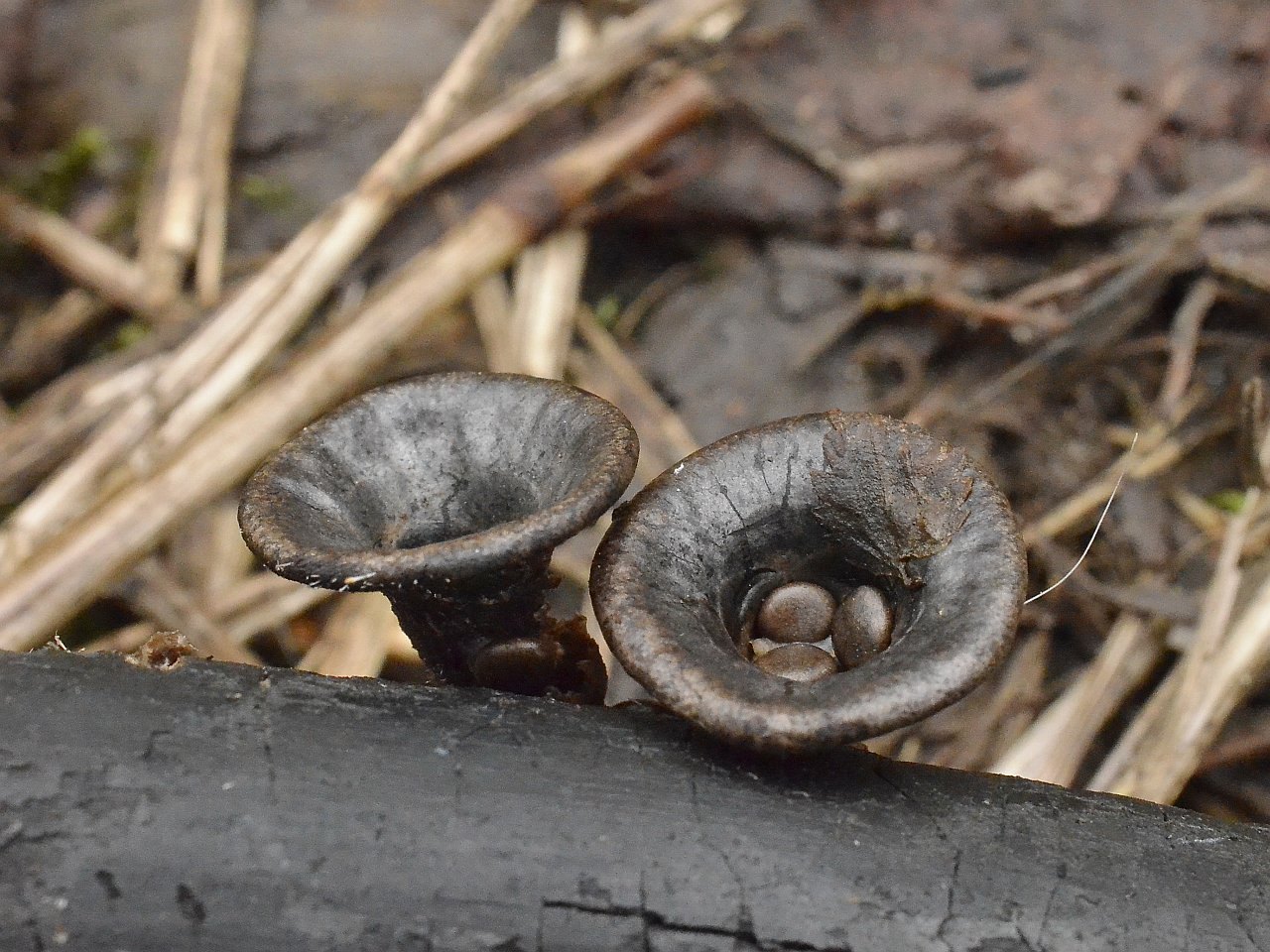 Cyathus