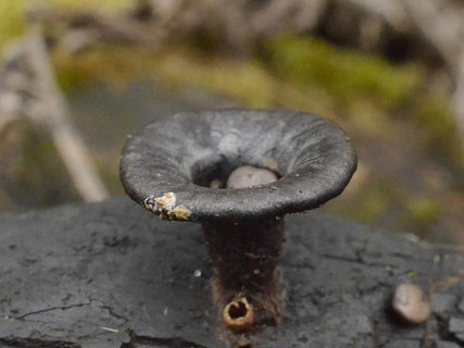 Cyathus olla