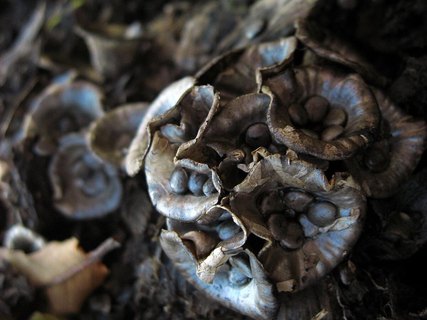 Cyathus olla