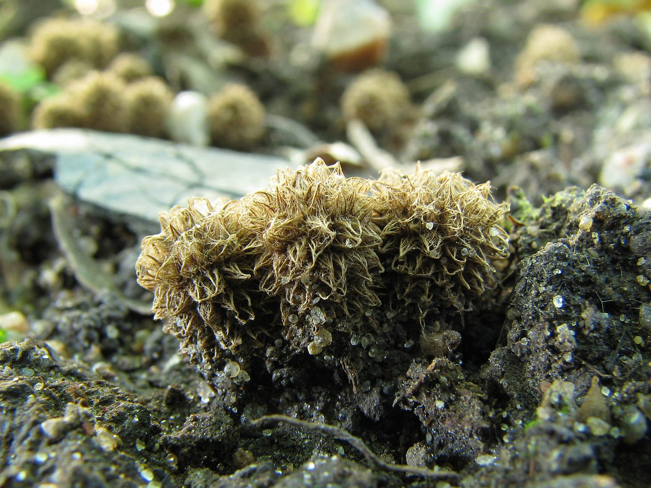 Cyathus striatus