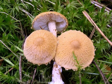 Cystoderma amianthinum
