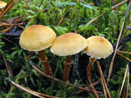 Cystoderma amianthinum