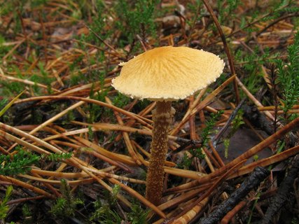 Cystoderma amianthinum