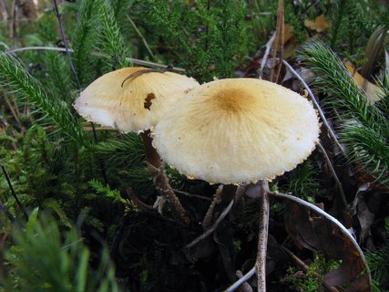 Cystoderma amianthinum