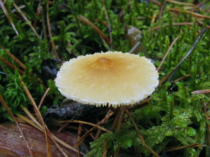 Cystoderma amianthinum