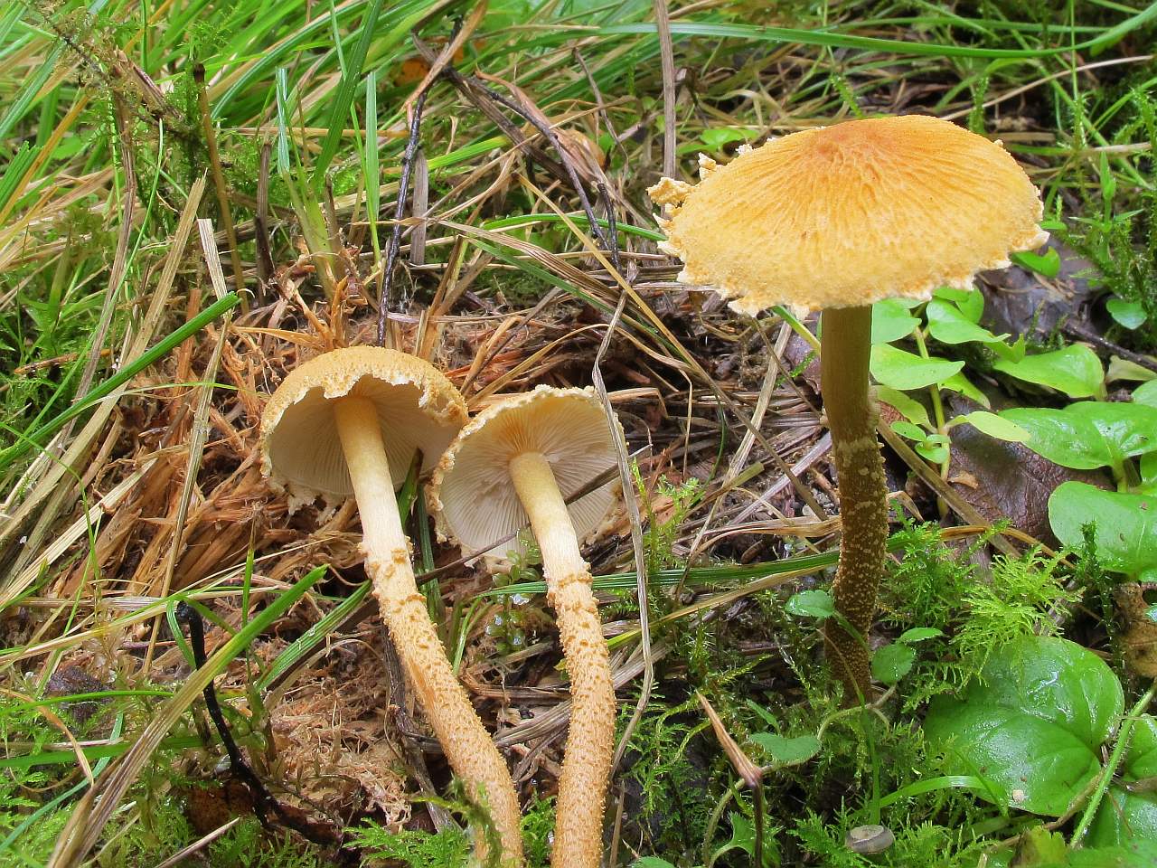 Cystoderma amianthinum