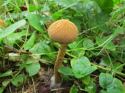 Cystoderma amianthinum