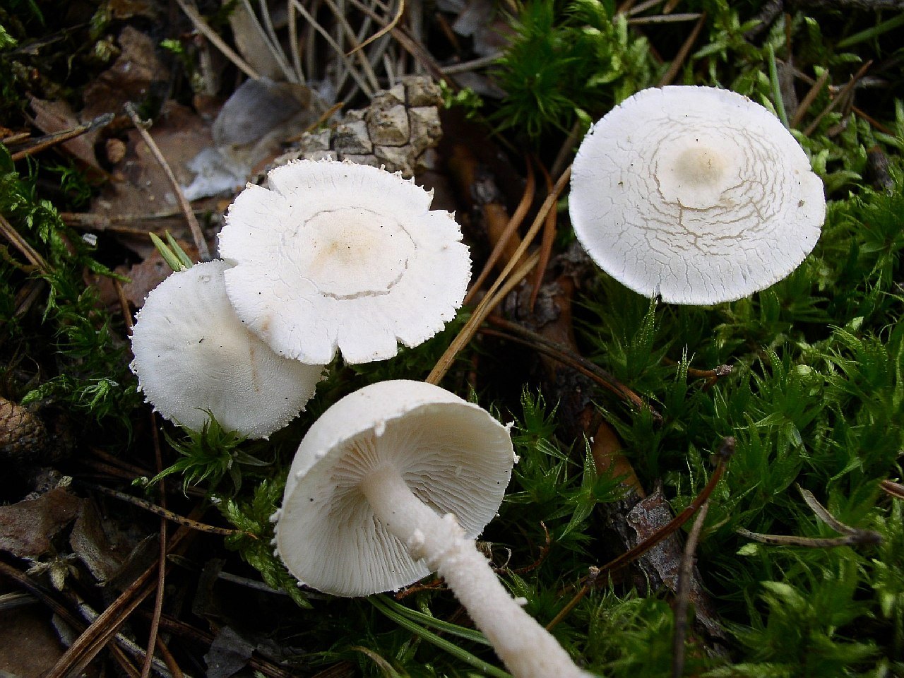 Cystoderma carcharias