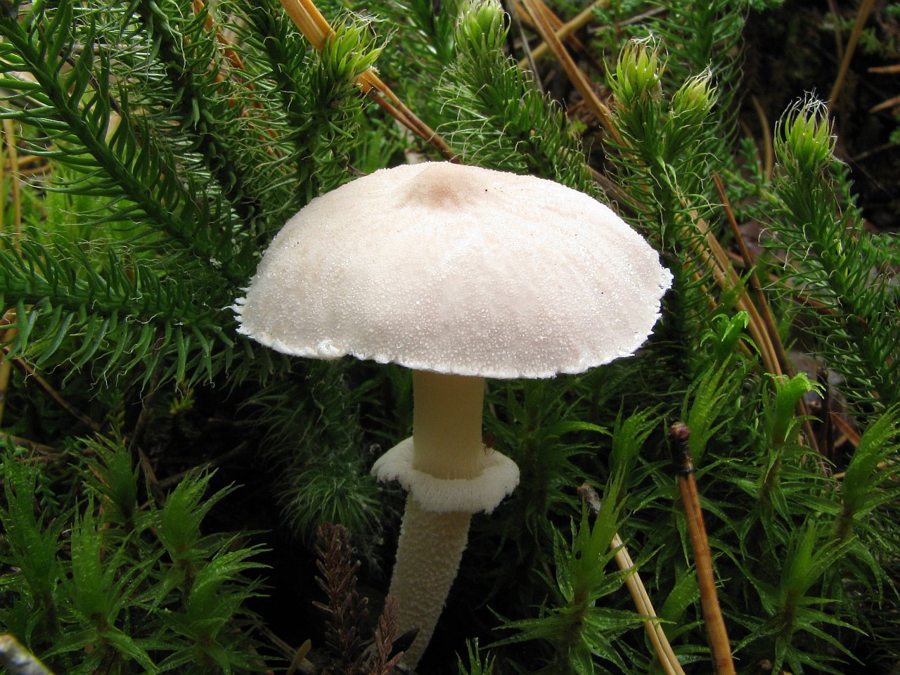 Cystoderma carcharias