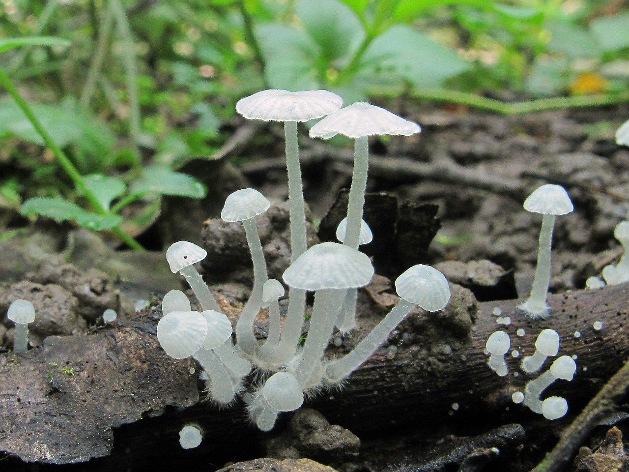 Delicatula