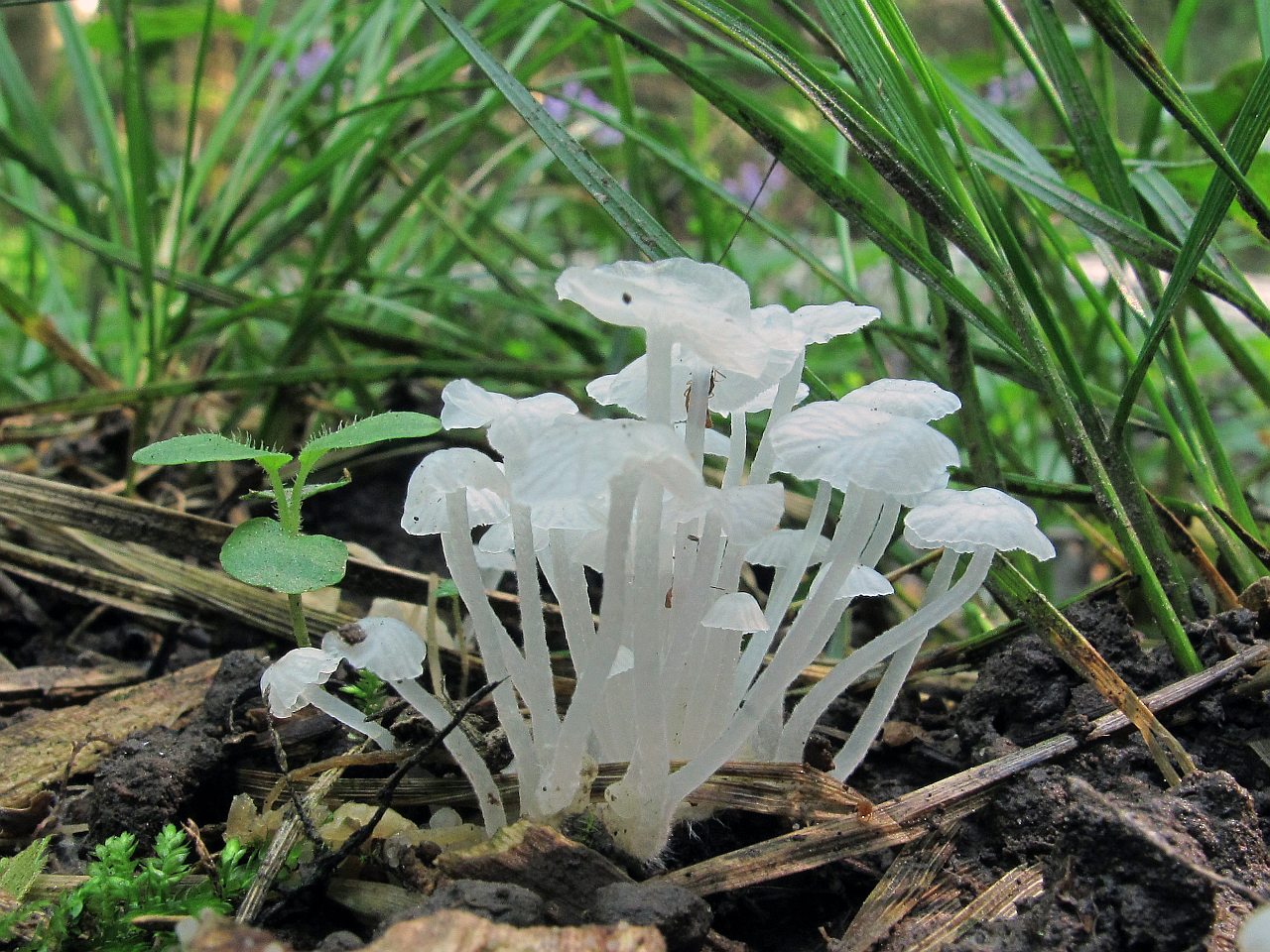 Delicatula integrella