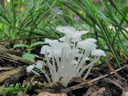 Delicatula integrella
