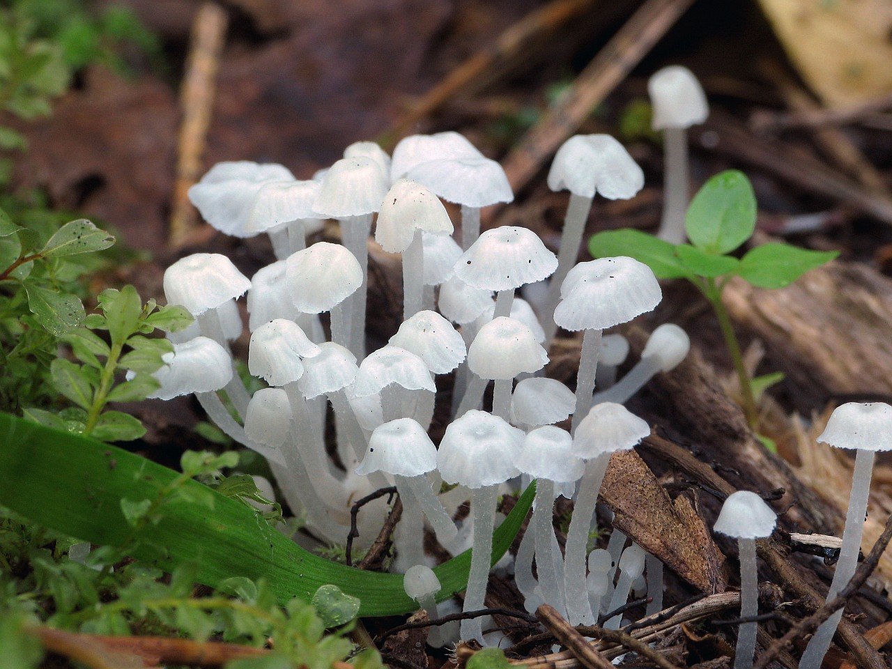 Delicatula integrella
