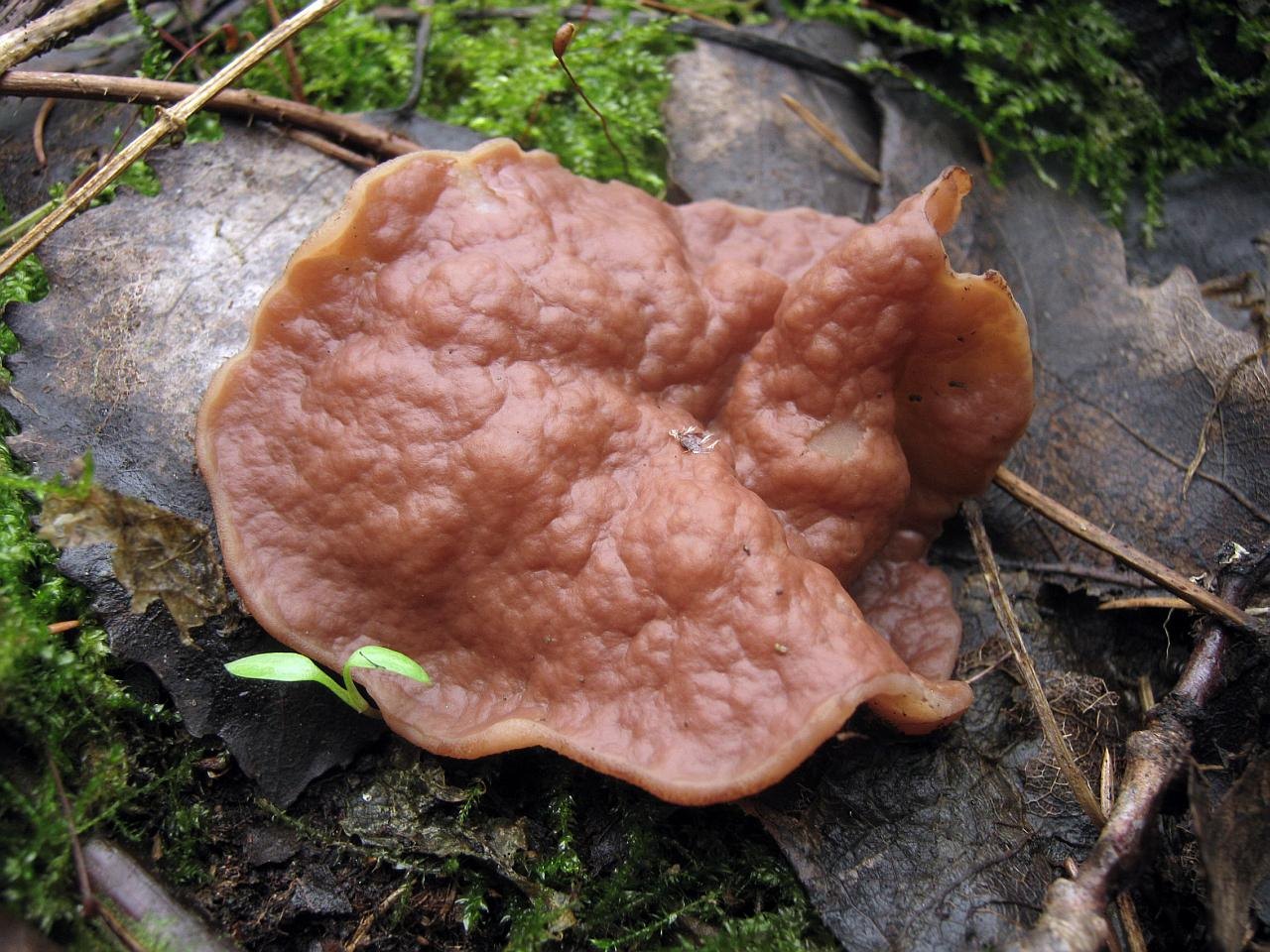 Discina