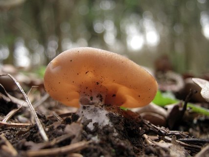 Discina ancilis