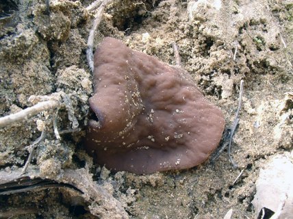 Discina ancilis