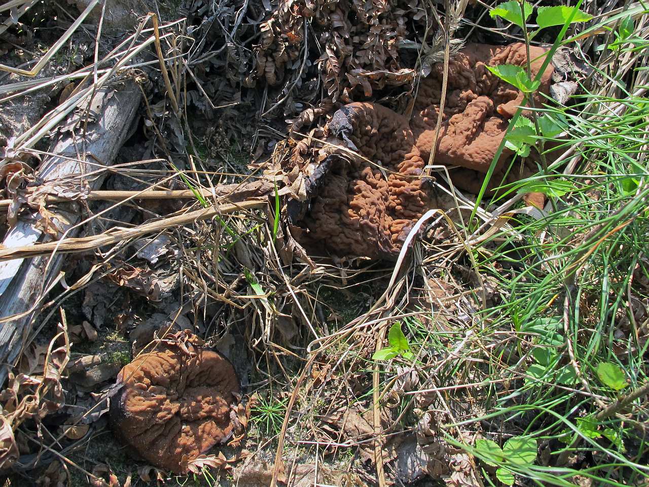 Discina ancilis