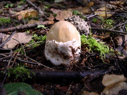 Amanita fulva