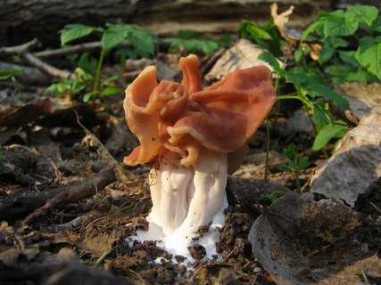 Discina fastigiata