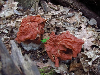 Discina fastigiata