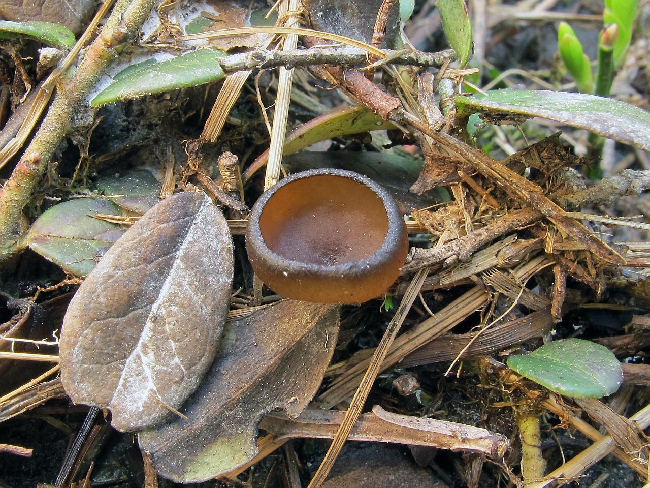 Dumontinia tuberosa