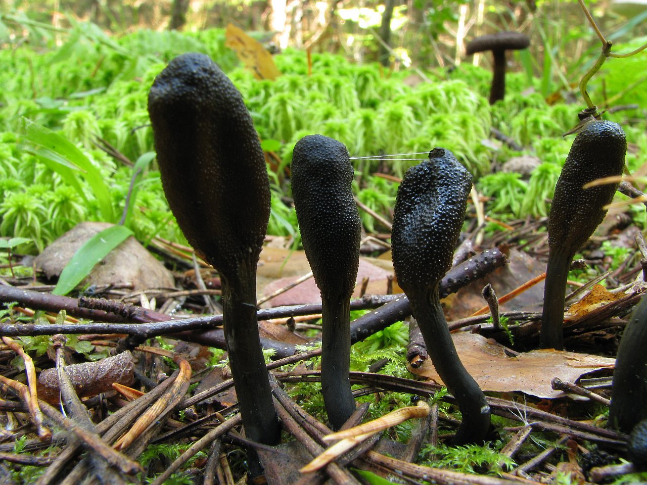 Elaphocordiceps ophioglossoides