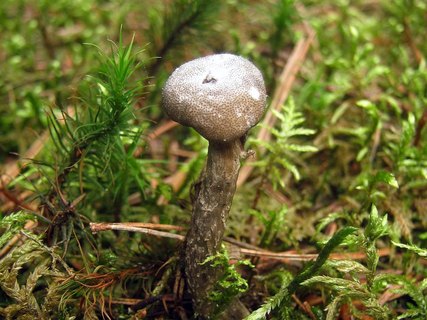 Elaphocordyceps capitata
