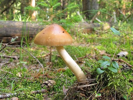 Amanita fulva
