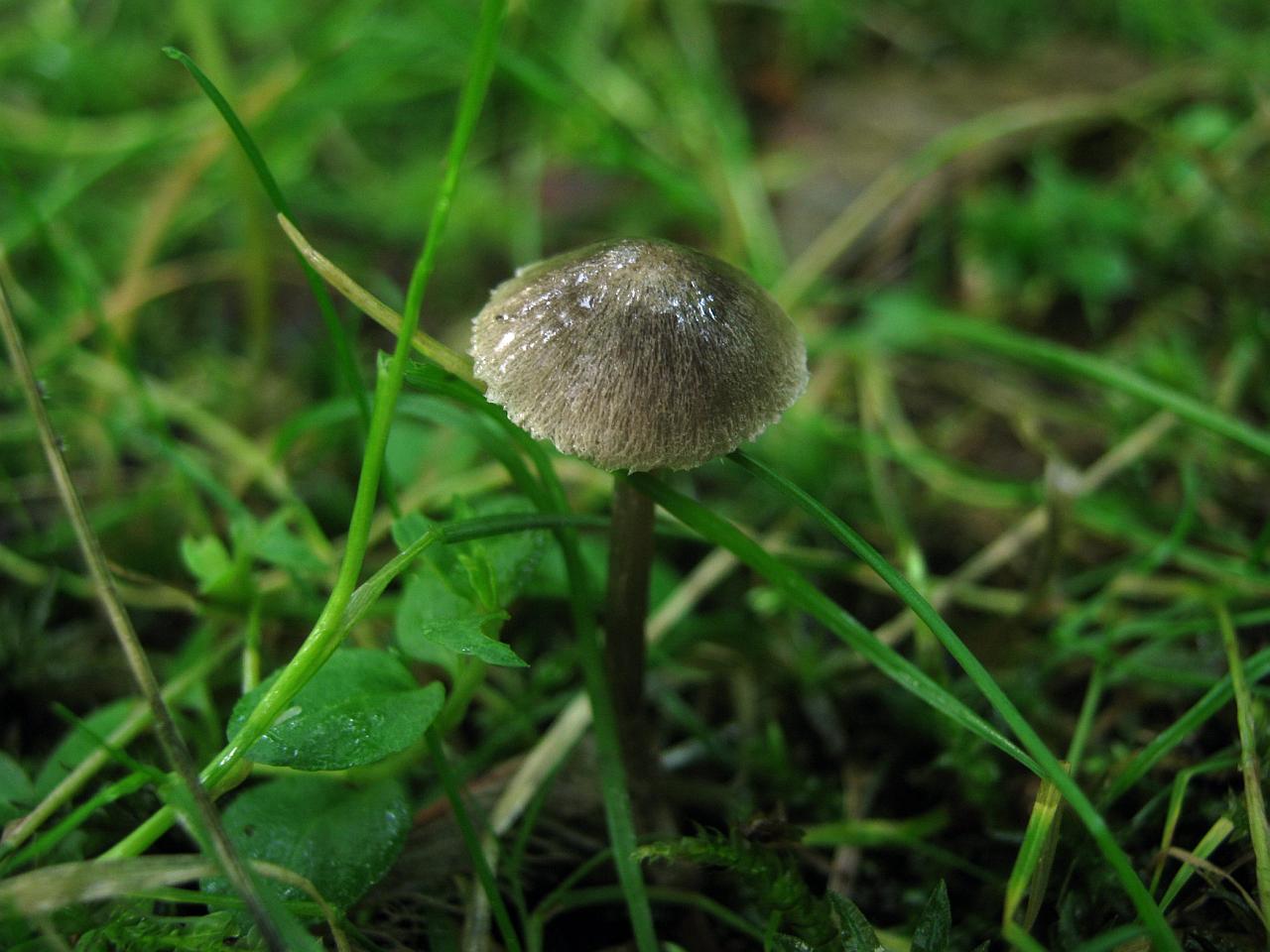 Entoloma araneosum