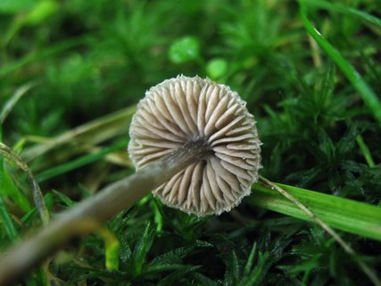 Entoloma araneosum