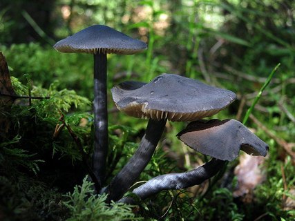 Entoloma nitidum