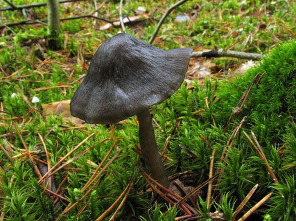 Entoloma nitidum