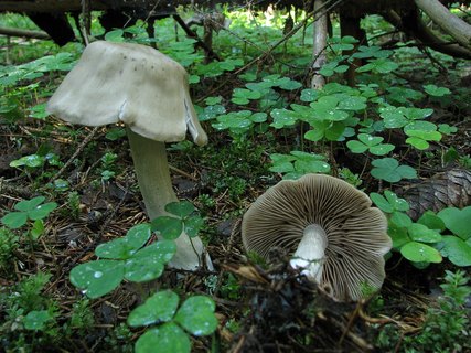 Entoloma sericatum