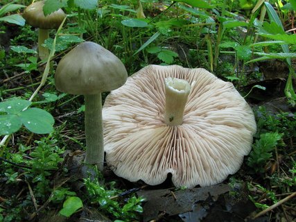 Entoloma sericatum