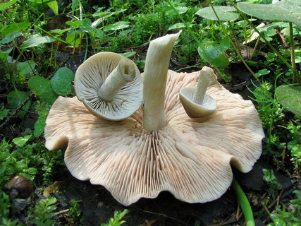 Entoloma sericatum