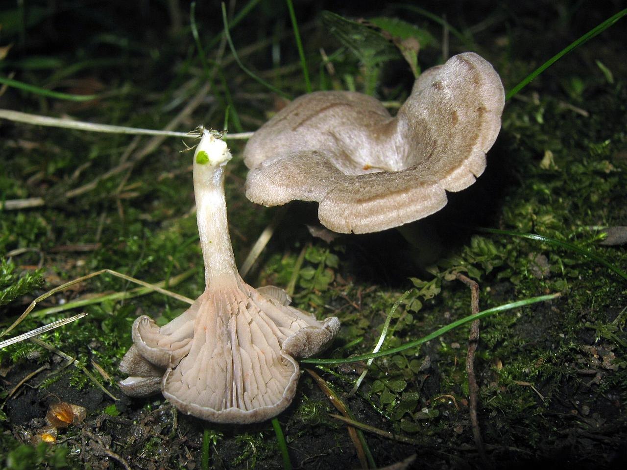 Entoloma undatum