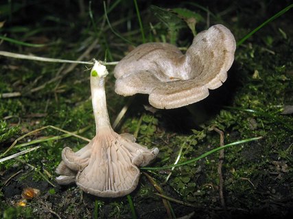 Entoloma undatum