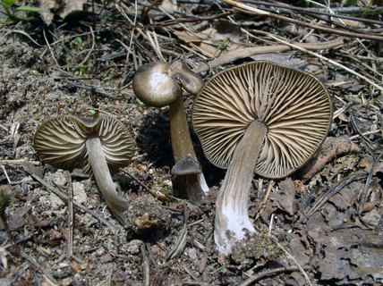 Entoloma vernum