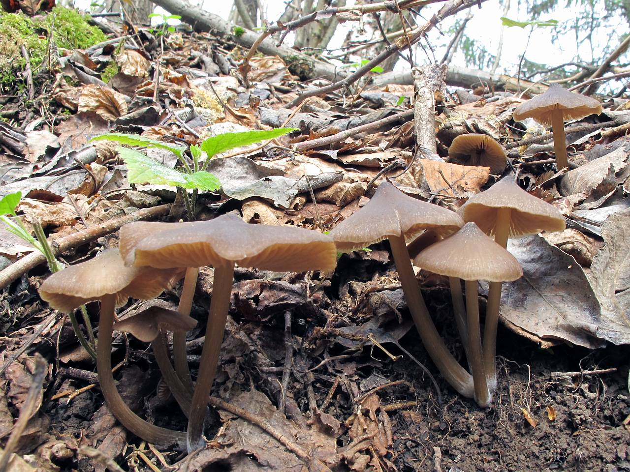Entoloma vernum