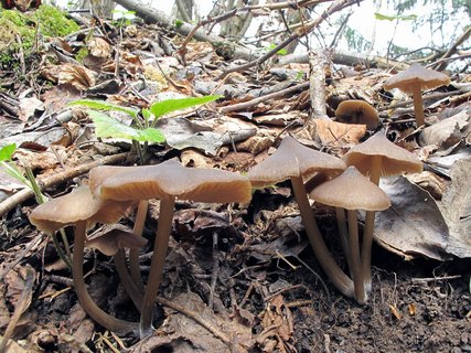 Entoloma vernum
