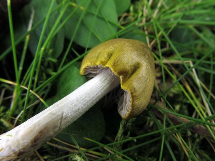 Entoloma versatile