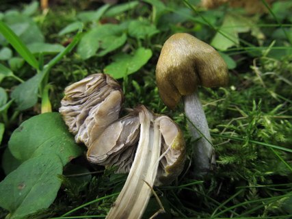 Entoloma versatile