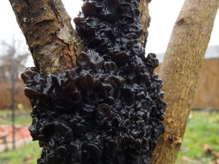 Exidia glandulosa