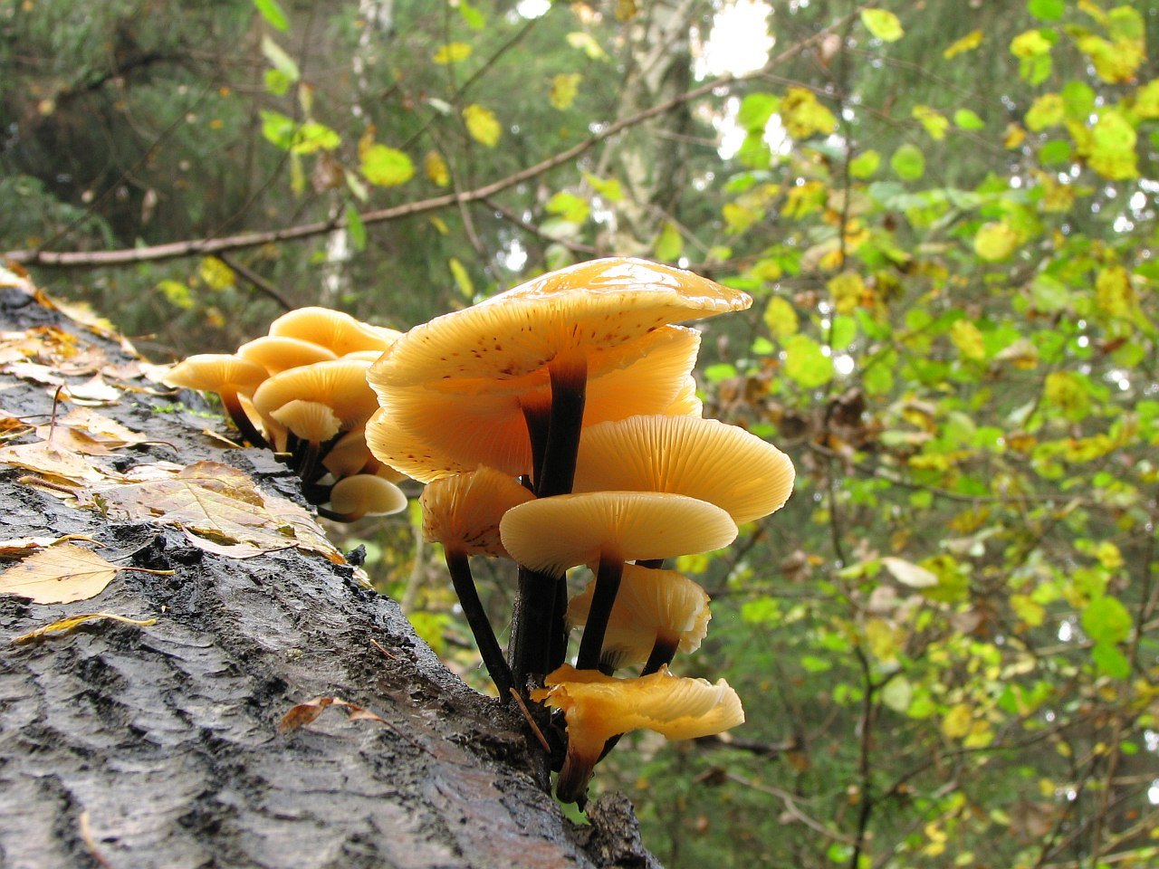 Flammulina